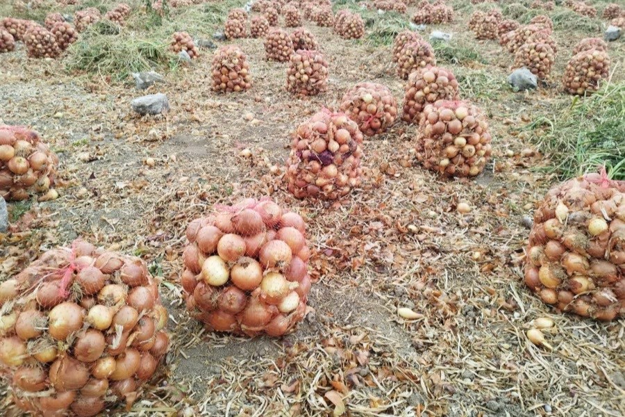 پیش بینی تولید پیاز در بیضا به 26 هزار تن