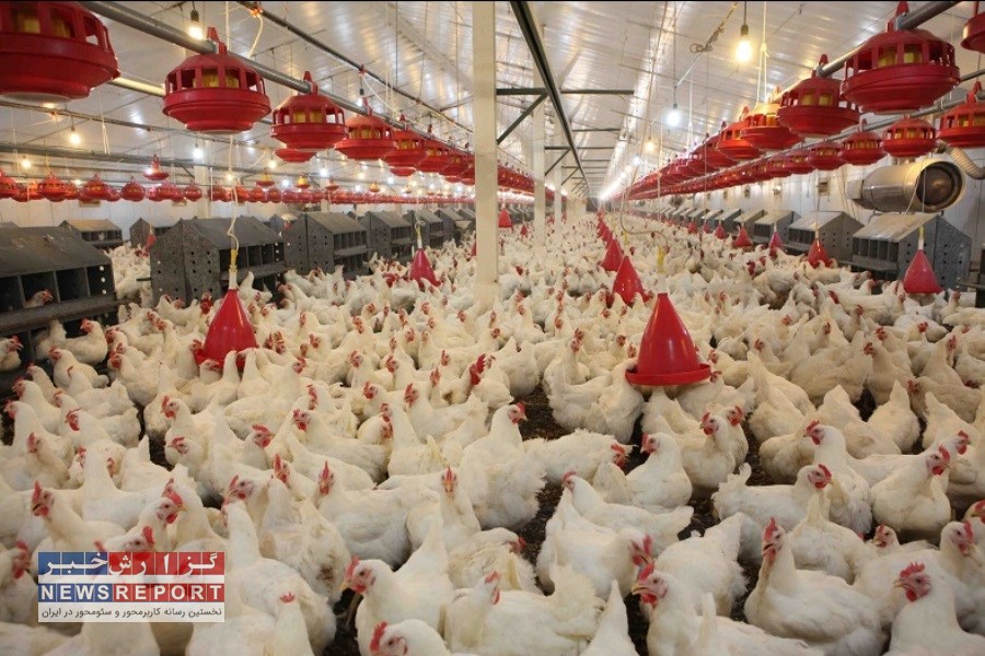 ۵۲۰۰ تن گوشت سفید در کوار تولید شد