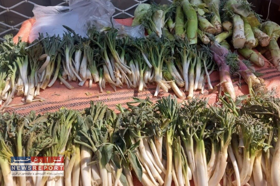 کما: رازهای گیاه «آنغوزه»؛ از خواص شگفت‌انگیز دارویی تا تهدیدات زیست‌محیطی