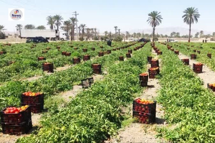 صادرات گوجه فرنگی شهرستان زرین‌دشت آغاز شد