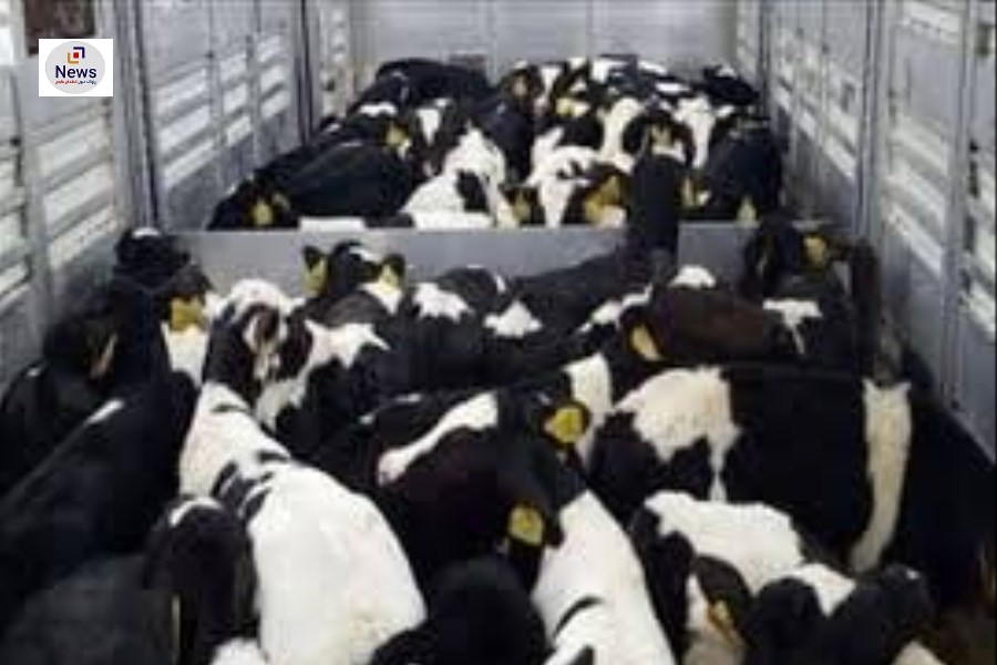 صادرات بیش از ۸۵۰۰ راس دام از شهرستان کوار